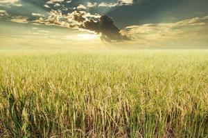 campo di riso pronto per il raccolto con nuvole e raggi di sole sullo sfondo