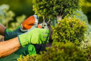 di stagione giardino alberi potatura vicino su foto