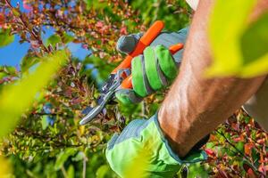 giardiniere Rifinitura morto le foglie e rami utilizzando cesoie foto