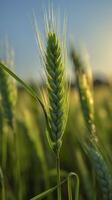 verde orzo spuntone avvicinamento, verde Grano, pieno grano, vicino su di un orecchio di acerbo Grano, ai generativo foto