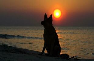 Tedesco pastore su il spiaggia tramonto foto