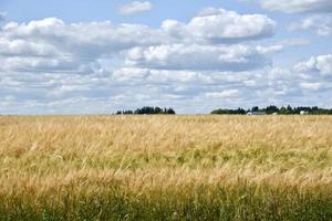 pronto per la mietitura del grano foto