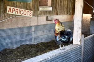 gallo che si prepara a cantare foto