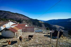 un' Visualizza di un' azienda agricola con mucche e un' Casa foto