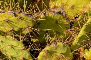 un' vicino su di un' cactus pianta con molti picchi foto