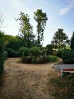 foto di un' panoramico sporco strada circondato di lussureggiante verdura e alto alberi