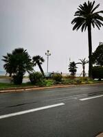foto di un' panoramico strada foderato con bellissimo palma alberi