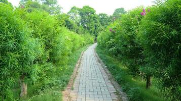 pavimentata passerella nel il giardino.a pavimentata passerella con verde erba, grigio pietra piastrelle marciapiede con erba. sfondo, natura.pavimentazione pietra a partire dal grigio piastrelle. grigio piastrelle su il marciapiede pavimentazione pietre. calcestruzzo foto