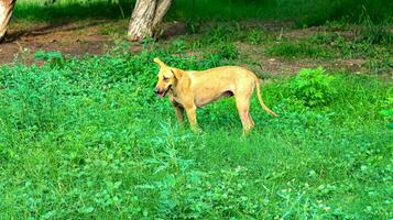 bassotto cucciolo nel erboso campo, bassotto marmo, su il camminare.marrone giovane cane cucciolo bassotto verde pianta, dentro glorioso luce del sole, un' tredici settimane irlandesi setter cucciolo passeggiate attraverso un' verde prato foto