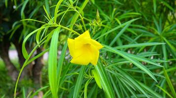 cascata thevetia fiore nel natura giardino,giallo oleandro fiori fioritura su un' soleggiato giorno, giallo oleandro è indiano fiore, allamanda catartica o d'oro tromba, giallo fiori quello crescere nel il pioggia foto