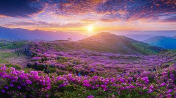 mattina e primavera Visualizza di rosa azalea fiori a hwangmaesan montagna con il sfondo di luce del sole e nebbioso montagna gamma vicino pistola a pistola, Sud Corea foto