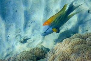 nuoto fionda mascella wrasse pesce a il parte inferiore a partire dal il scogliera foto