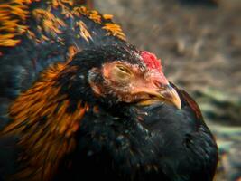 un' avvicinamento di un' Gallo riposo o addormentato foto