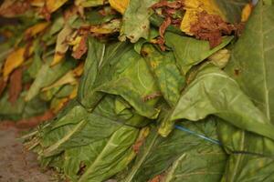 tabacco le foglie quello siamo vecchio e pronto per essere elaborato foto