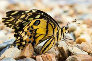 vicino su di giallo farfalla foto