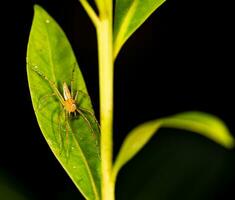 ragno su foglia fotografato con un' macro lente foto