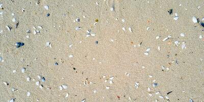 un' uccello occhio Visualizza di il sabbia spiaggia sfondo con conchiglie e stella marina sparpagliato su il sinistra e giusto lati di il immagine foto