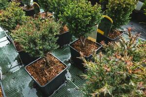 chamaecyparis Lawsoniana colonnaris o falso cipresso. giovane giardino pianta nel pianta azienda agricola nel fiore pentola. primavera volta. vicino su, selettivo messa a fuoco foto