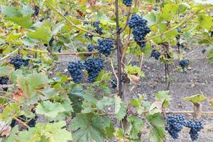 blu maturo parzialmente secco uva e le foglie nel vigneto. autunno stagione, raccogliere volta. viticoltura, viticoltura e fungine uva malattia concetto. selettivo messa a fuoco foto