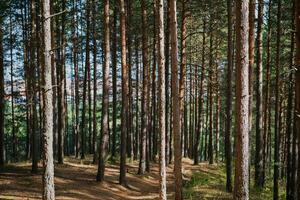 percorsi nel il pino foresta, recupero e rilassamento, passeggiate nel il foresta o foresta bagni foto