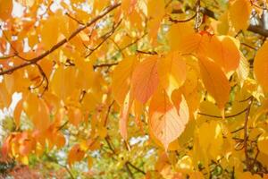 autunno prunus sargentii o nord giapponese collina ciliegia le foglie su albero nel parco. giallo, rosso e arancia colori. autunno nel natura e tempo metereologico concetto. avvicinamento, selettivo messa a fuoco foto