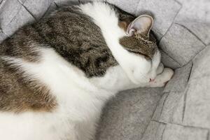 carino Grasso domestico gatto dorme nel accogliente grigio provato Conservazione cestino, autunno o inverno volta. vicino su, selettivo messa a fuoco foto