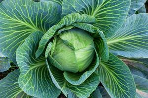 un' maturo testa di bianca cavolo nel il giardino. foto