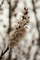 fioritura Mela albero ramo nel primavera su un' sfocato sfondo. foto