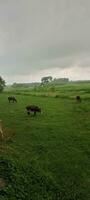 natura Visualizza nel un' piovoso giorno. mucca nel il campo, nuvoloso cielo, fresco verde ambiente. foto