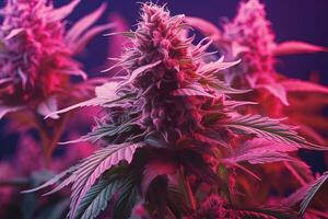 psichedelico canapa pianta, cono e le foglie vicino su. colorato neon Magia marijuana concetto. rosa magenta colore. generativo ai foto
