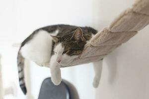 stanco triste domestico gatto posa su sospeso corda ponte per gatti. gatto Salute e comportamento foto