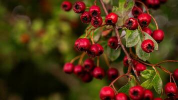 macro avvicinamento di maturo biancospino frutti di bosco nel autunno foto