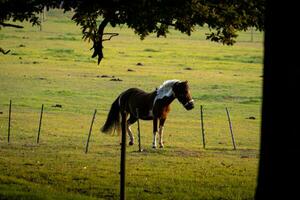 cavalli nel campo a tramonto Alba foto
