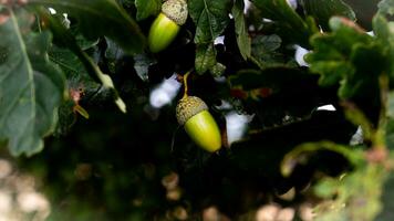 dettagliato macro tiro di europeo quercia foglia e ghianda foto