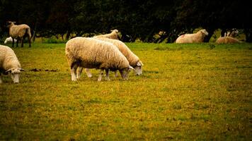 gregge di di lana pecora su un' campagna azienda agricola foto