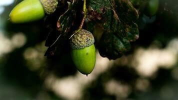 dettagliato macro tiro di europeo quercia foglia e ghianda foto