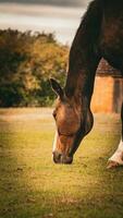 Castagna bellezza avvicinamento di un' sbalorditivo cavallo foto