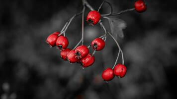 macro avvicinamento di maturo biancospino frutti di bosco nel autunno foto