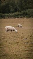 gregge di di lana pecora su un' campagna azienda agricola foto