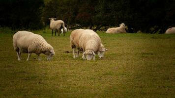 gregge di di lana pecora su un' campagna azienda agricola foto