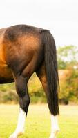 Castagna bellezza avvicinamento di un' sbalorditivo cavallo foto