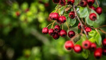 macro avvicinamento di maturo biancospino frutti di bosco nel autunno foto