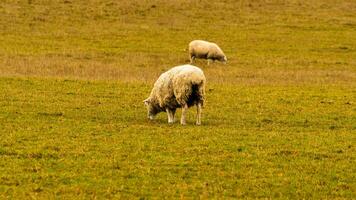 gregge di di lana pecora su un' campagna azienda agricola foto