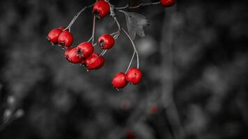 macro avvicinamento di maturo biancospino frutti di bosco nel autunno foto