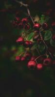 macro avvicinamento di maturo biancospino frutti di bosco nel autunno foto