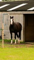 Castagna bellezza avvicinamento di un' sbalorditivo cavallo foto