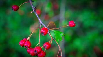 macro avvicinamento di maturo biancospino frutti di bosco nel autunno foto