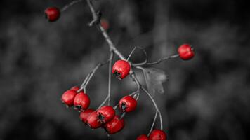 macro avvicinamento di maturo biancospino frutti di bosco nel autunno foto