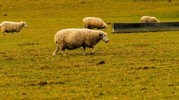 gregge di di lana pecora su un' campagna azienda agricola foto