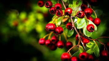 macro avvicinamento di maturo biancospino frutti di bosco nel autunno foto